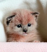 pinkkitten