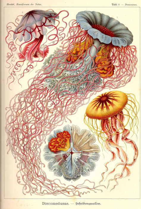 scientificillustration