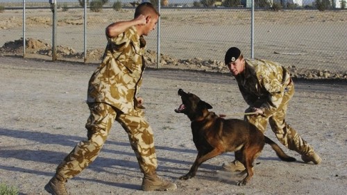 51370330MDL001_Basra_Dogs