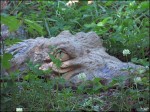 110602_gator_gaffe