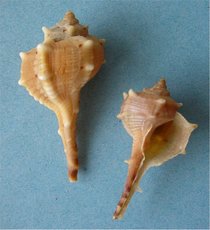 210seasnails