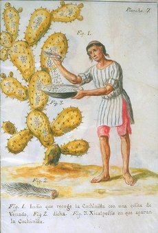 230cochineal
