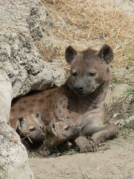 Hyena Giving Birth