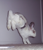bunny