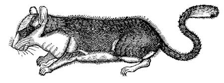 dormouse_drawing_BW_45_opt