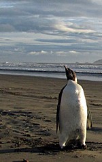 li-penguin-nz-620-00864310