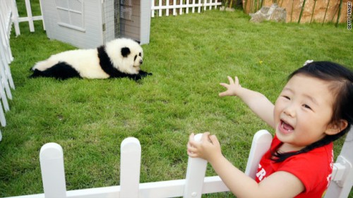 panda-dog-1