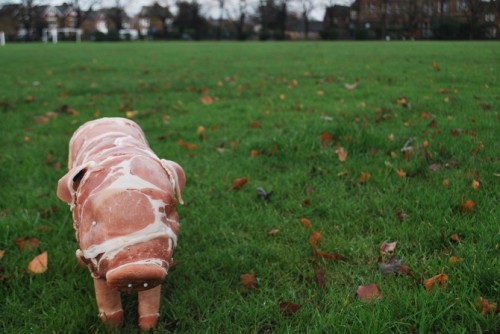 pig-1