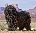 puli