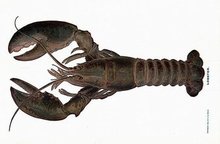 220_220Lobster
