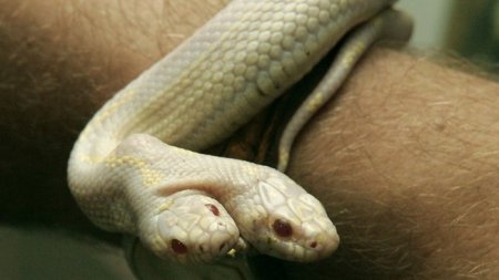 693677-ukraine-two-headed-snake