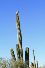 BOBCAT-ON-CACTUS-5_20110406163801_640_480