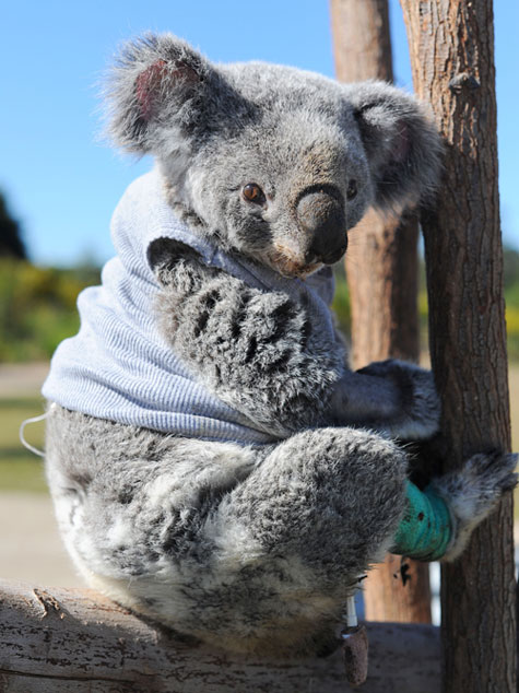 INJURED-KOALA-0-1310625892