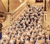 LotsofPuppies3