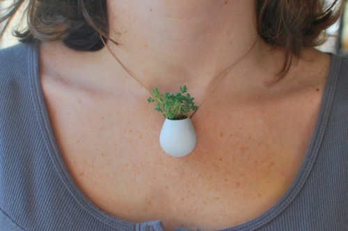 PLANT