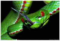 Pope\'s-Pit-Viper
