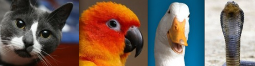 TwitterCritters