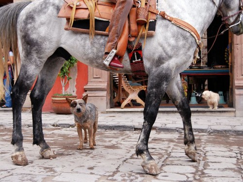 blue-heeler-mexico_36871_990x742