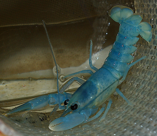 bluelobster