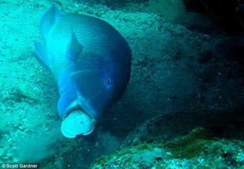 fishtool