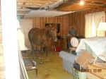 horseinbasement