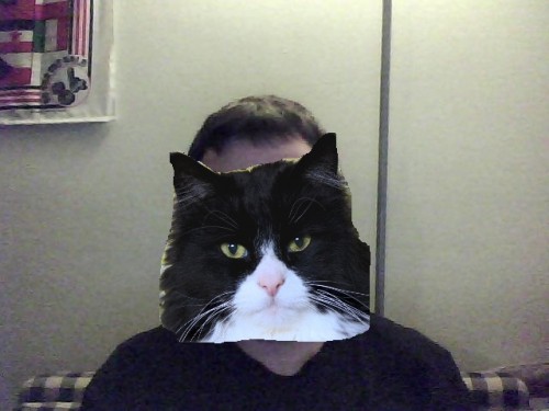 kittenfaces