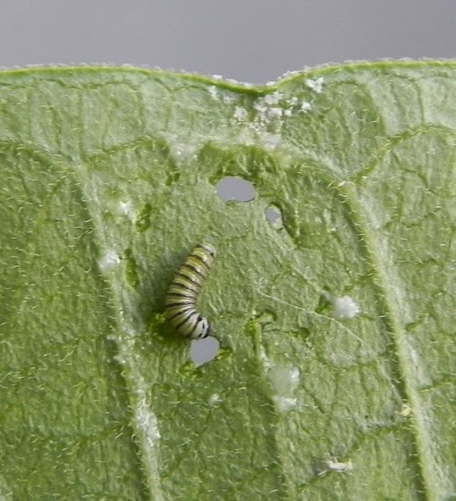 milkweed