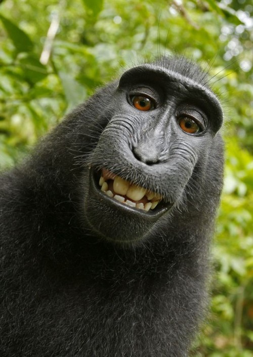 monkeyselfportrait