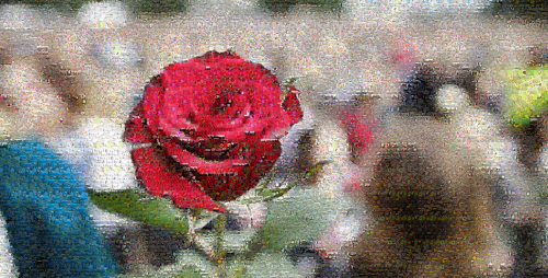 rose
