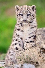 snowleopard
