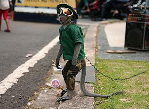 topeng-masked-monkey-indonesia-7
