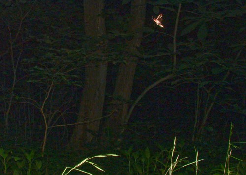 whyfireflies