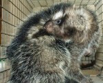 110802_tch_poisonous_rat.grid-6x2