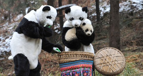 615x330_panda-hero