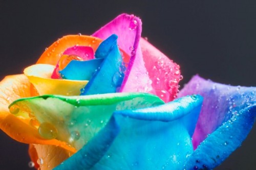 Rainbow_Rose_water