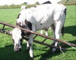 cowinladder464
