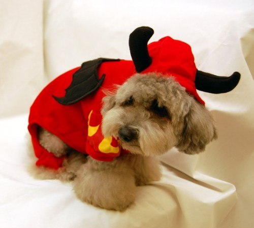 dogs_46