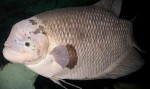 fatfish