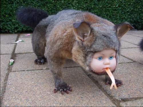 freakytaxidermy