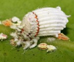 hermaphrodite-bug-mother-and-babies_38992_600x450