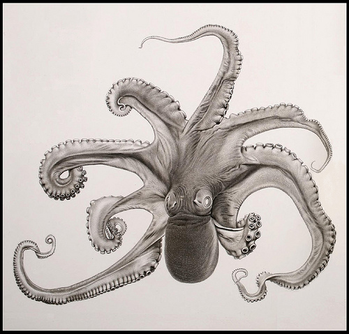 octo