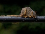 squirrelonawire