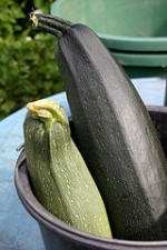 zucchini