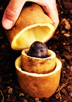 240_potato