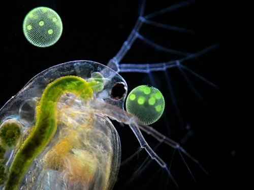 880_Ralf Wagner Entry_19325_waterflea-daphnia_9546
