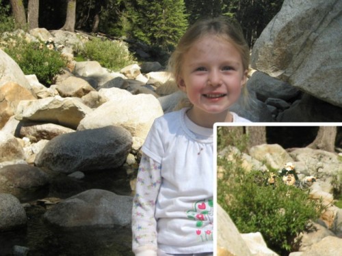 ewoks_sequoia_national_park_3-660x495