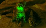 glowing-cat
