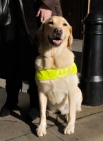 seeing-eye-dogs-going-potty