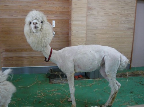 shorn