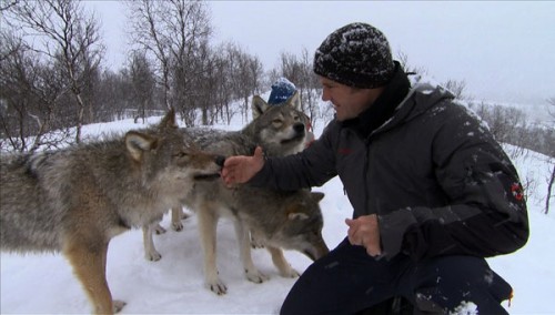 steve__wolves_2
